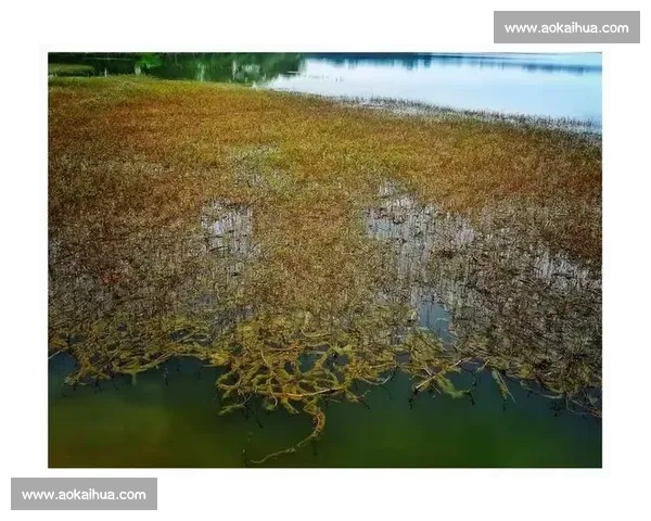 意见簿变身暖心册:青龙湖畔见证全球谢意与中国温度 意见簿变身暖心册:青龙湖畔见证全球谢意与中国温度